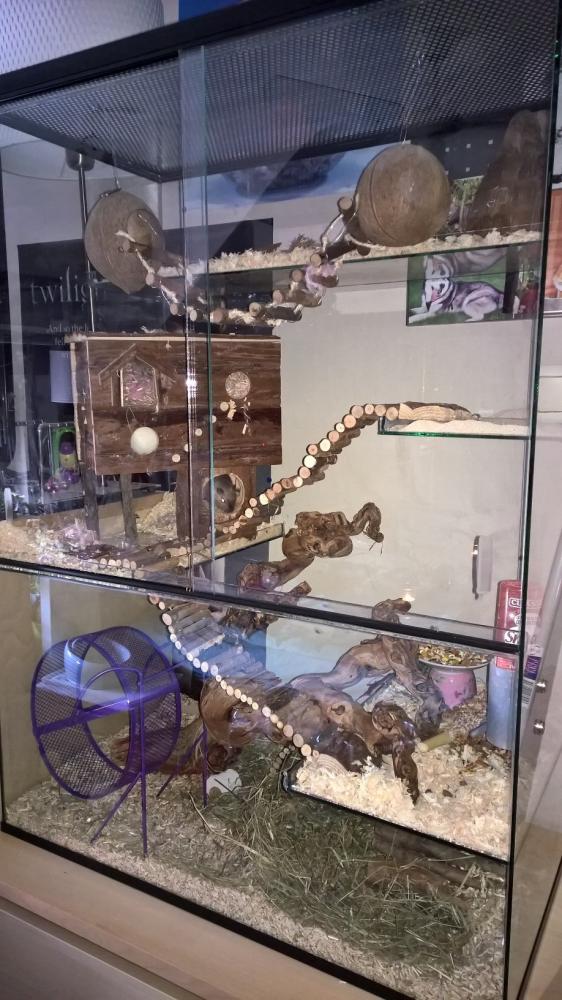 75x40x100 Gerbil / Degoe kooi van glas met schuifruiten